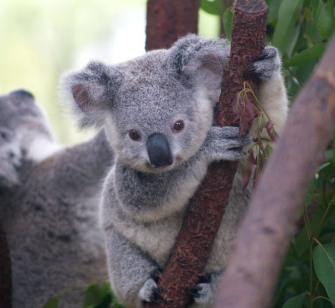 Koala (Phascolarctos cinereus) - Animals - A-Z Animals - Animal ...