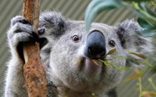 Koala a pranzo - La foto del giorno - Corriere della Sera