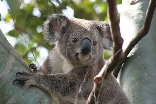 El Koala, símbolo de Australia | Sobre Australia