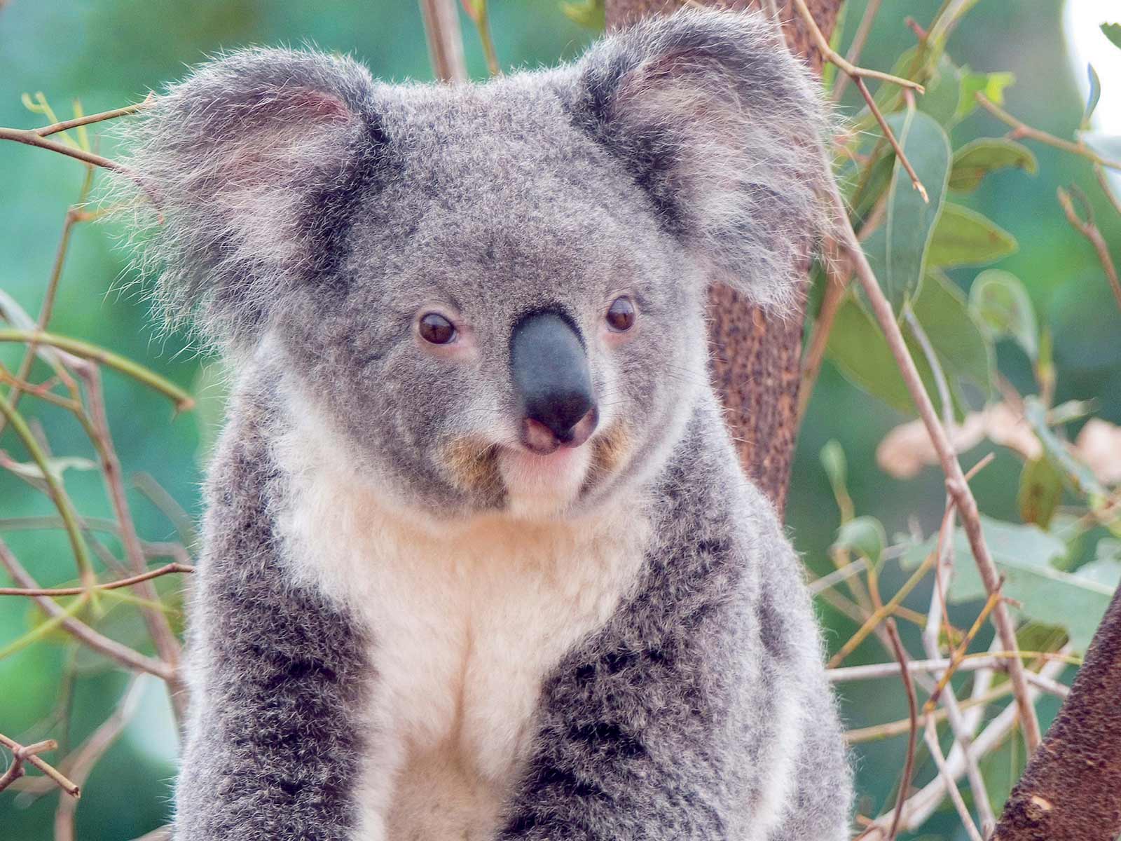 Koala Smile Cute Animal Wallpaper | Urban Art Wallpaper