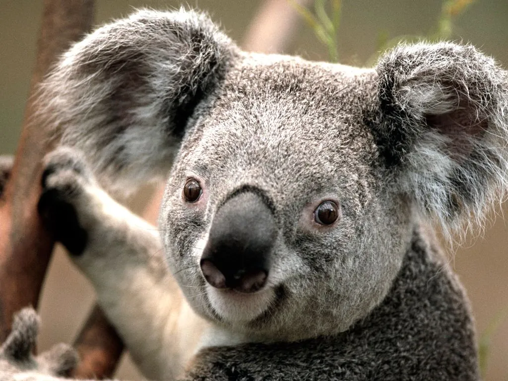 Koala | The Biggest Animals Kingdom