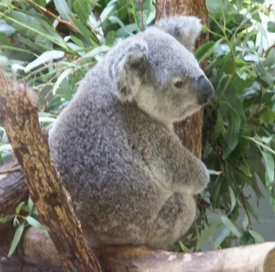 Koala: WhoZoo