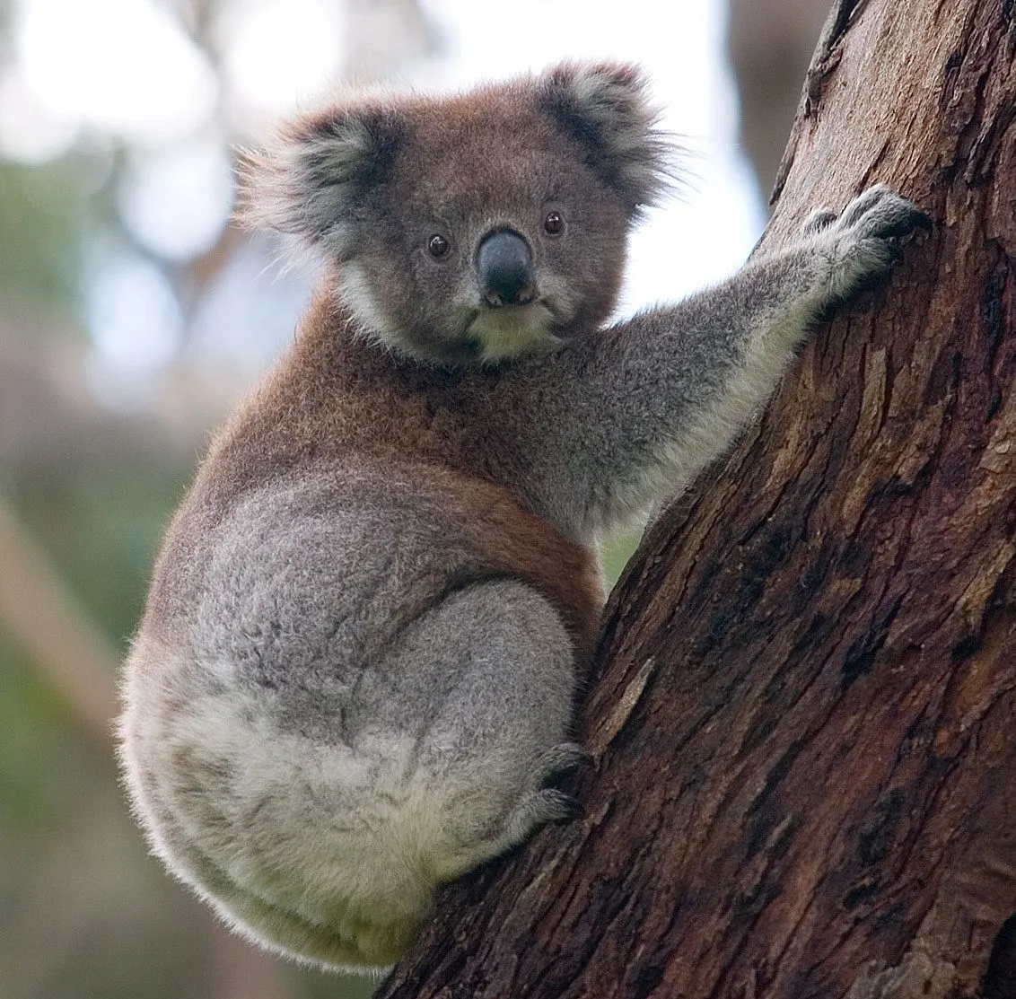 Koala - Wikipedia, the free encyclopedia