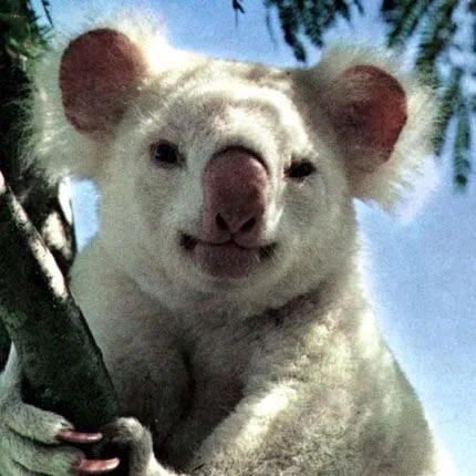 koalas .