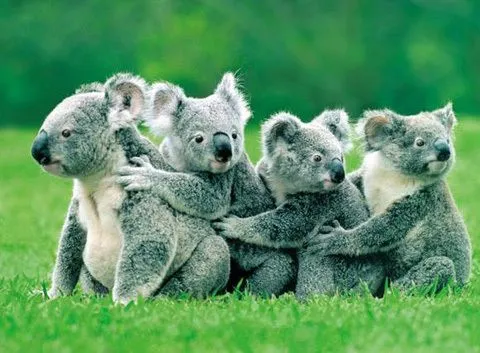 Koala - Taringa!