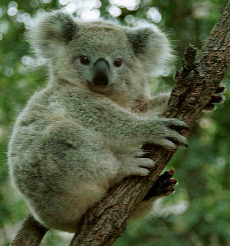 Koalas