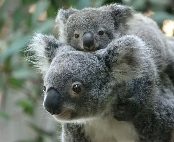 Koalas - Mating Season and Mating Months