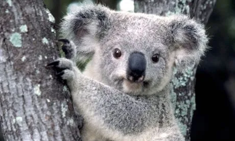 Koalas may disappear in areas affected by offset scheme, says ...