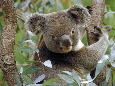 Koalas tiernos bebés - Imagui