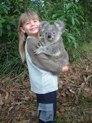 Koalas tiernos bebés - Imagui