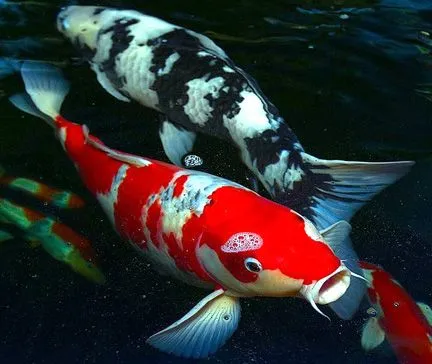 Koi: los mejores peces para estanques - Ocio