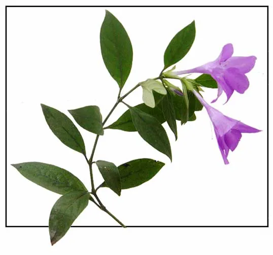 Kolintang-violeta / Barleria cristata Linn. / VIOLETA: Philippine ...