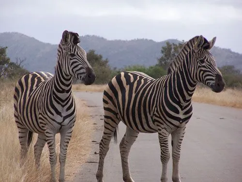 Kruger: Principiantes de safari