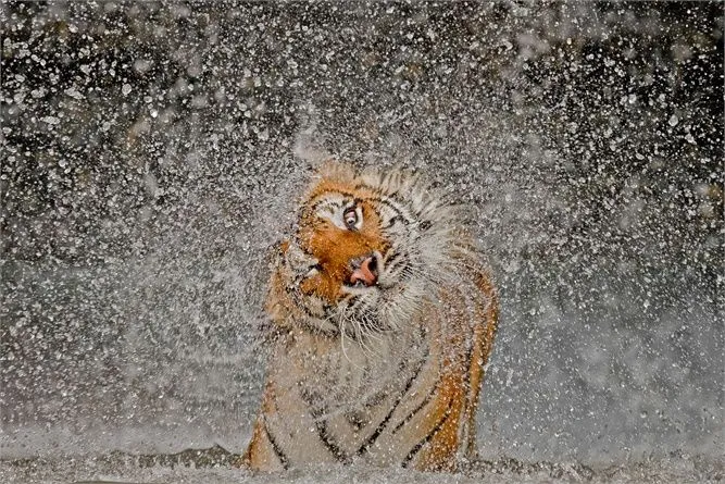 L'anno della Tigre: le foto che hanno vinto il National Geographic ...