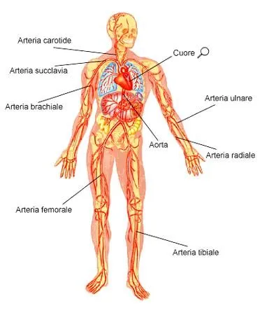 L'APPARATO CIRCOLATORIO
