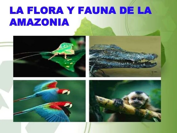la-flora-y-fauna-de-la- ...