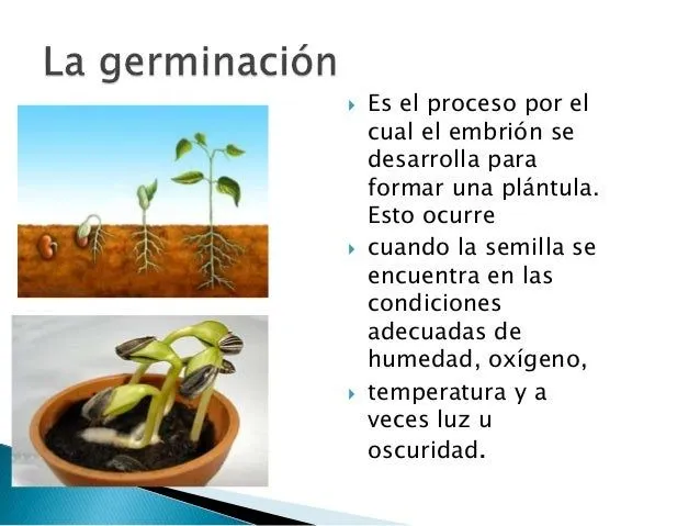 la-germinacion-en-las-plantas- ...