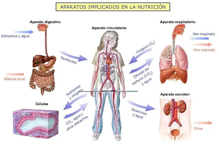 la-nutricin-humana-i-aparatos- ...