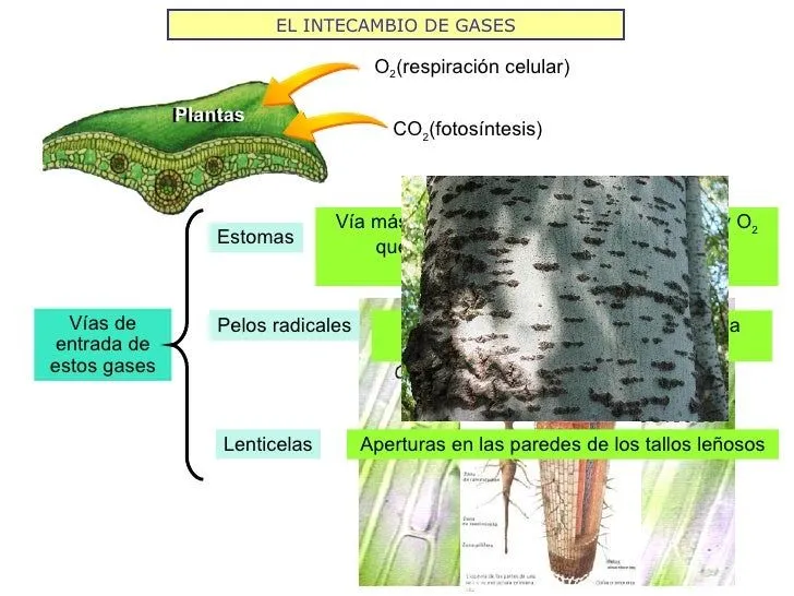 la-obtencin-del-alimento-en- ...