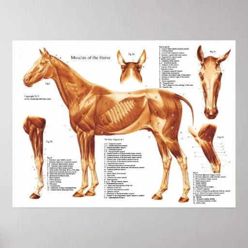 la_anatomia_del_caballo_ ...