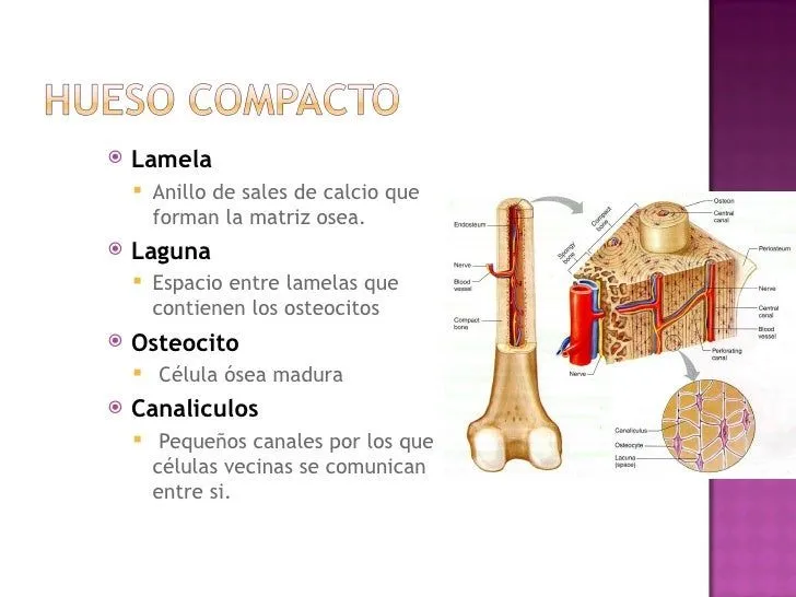 lab-3-sistema-esqueletal-axial ...