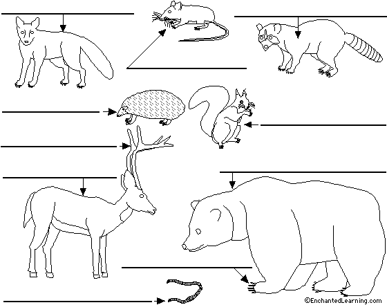 Label Forest Animals in English Printout - EnchantedLearning.com