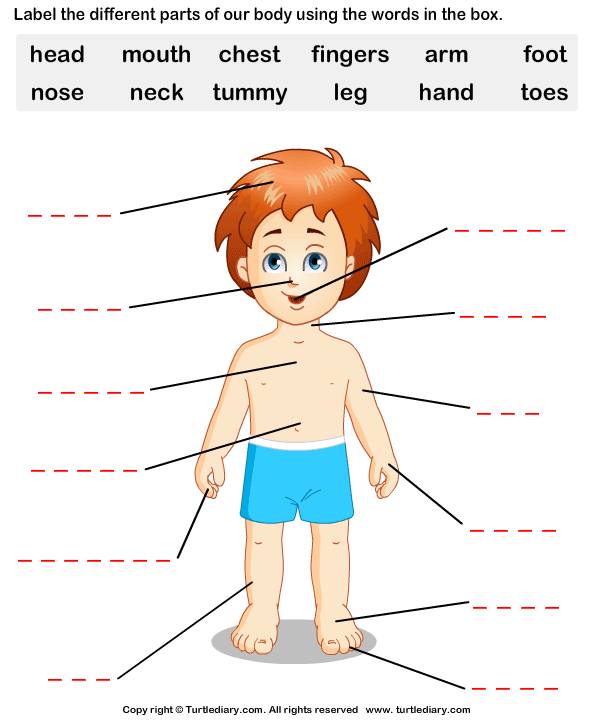 Label the body parts - TurtleDiary.