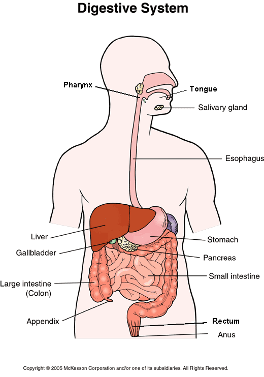 7 label the parts of the digestive system in Organ - Biological ...