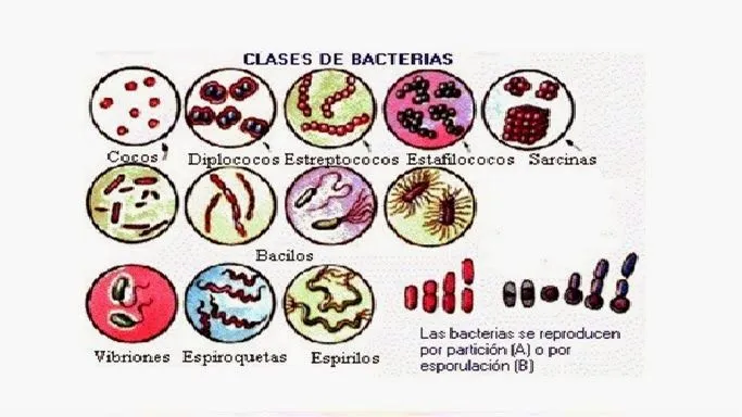 Laboratorio de Microbiologia