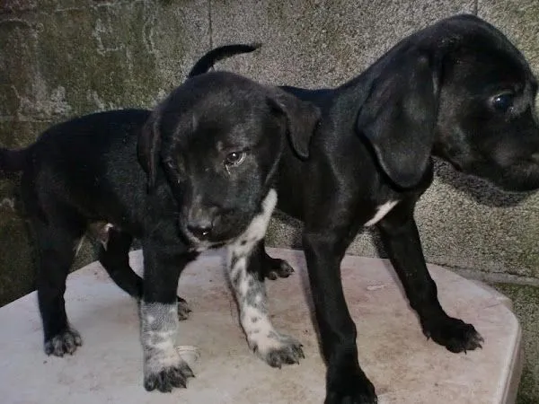 labrador (3) | Cuidar de tu perro es facilisimo.