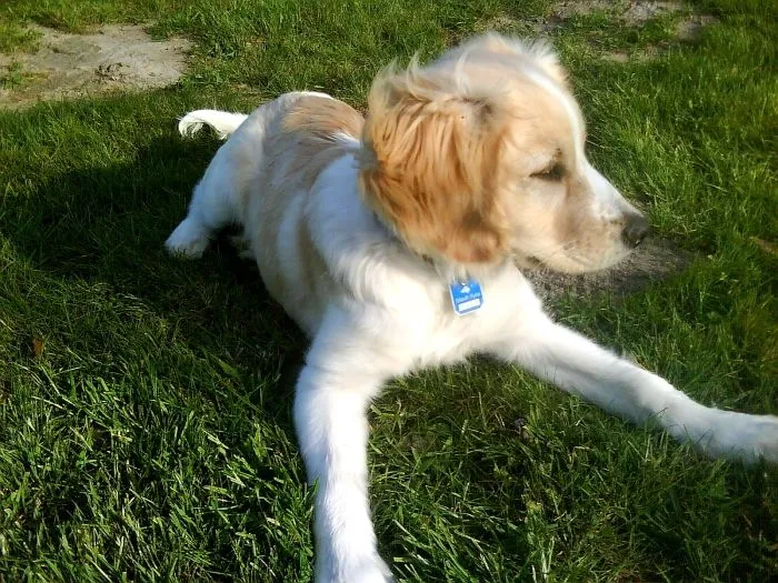 labrador cocker spaniel mix