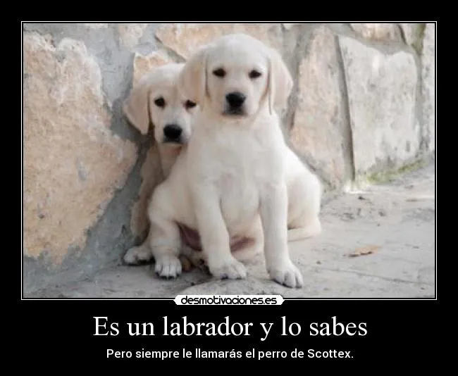 Es un labrador y lo sabes | Desmotivaciones