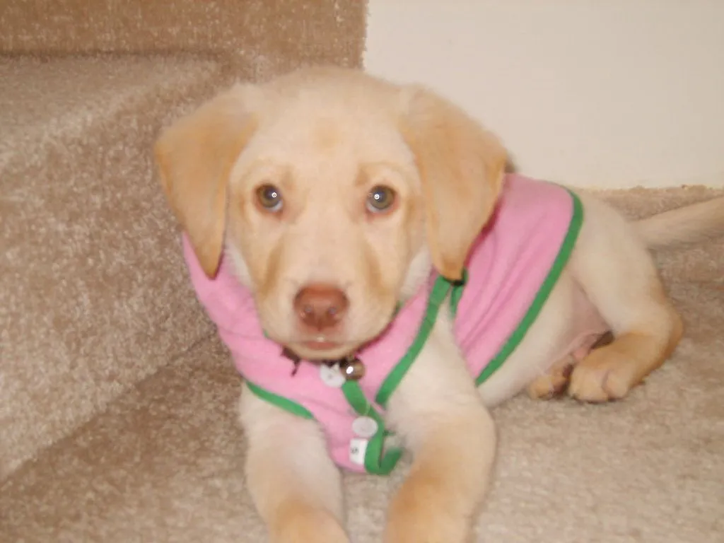 mi labrador es dorado con nariz rosada y ojos claros sera que si ...