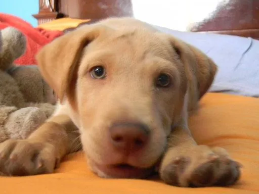 mi labrador es dorado con nariz rosada y ojos claros sera que si ...