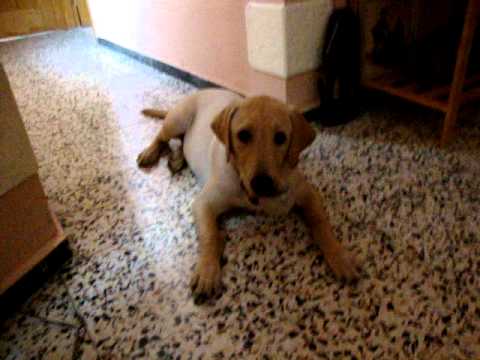 Labrador 4 meses. - YouTube