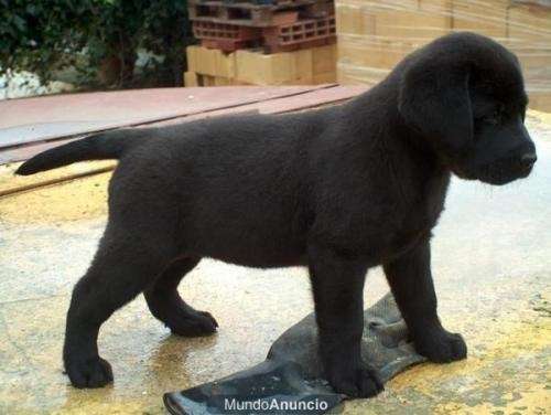 Labrador negro cachorros - Imagui