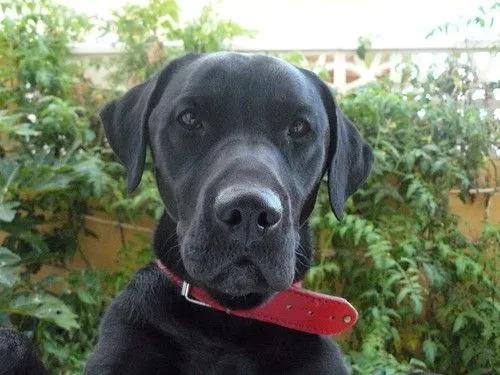 Labrador negro - a photo on Flickriver