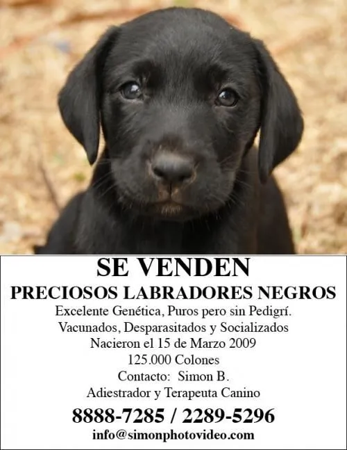 Labrador Negro en San José - 16929