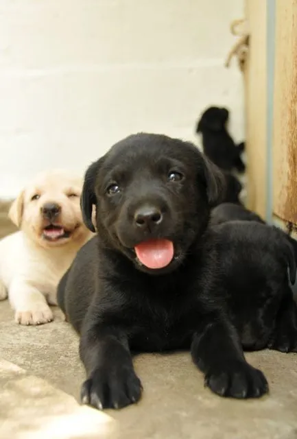 Labrador negro - San José, Costa Rica - Animales / Mascotas