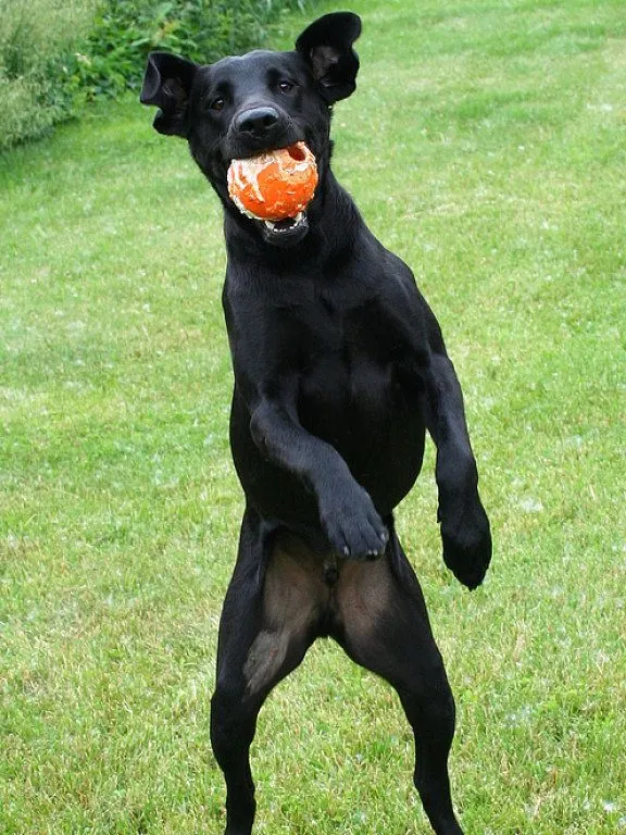 labrador re (4) | Cuidar de tu perro es facilisimo.