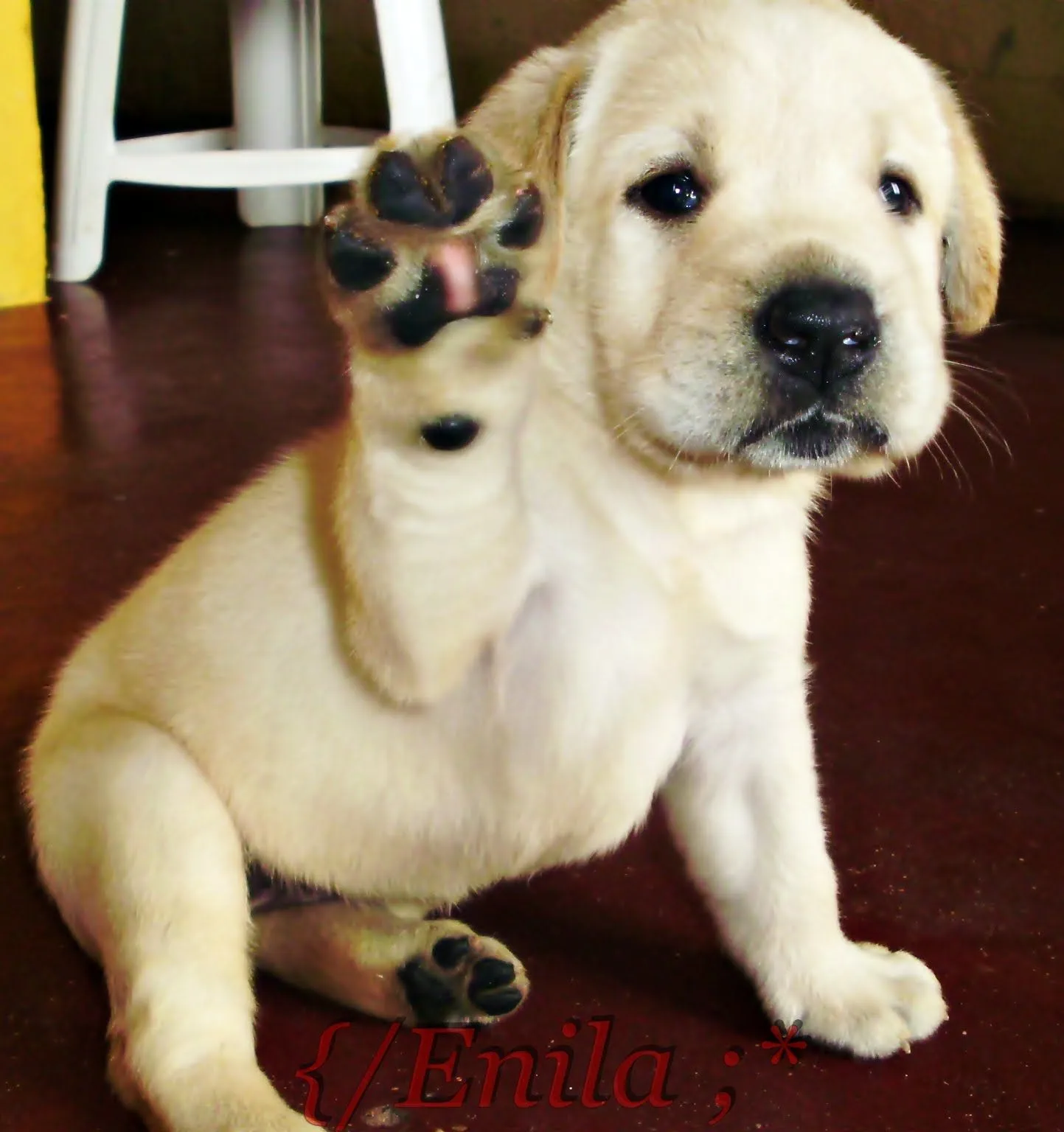 CARPE DIEM: Labrador Retriever - O melhor companheiro entre os cães!