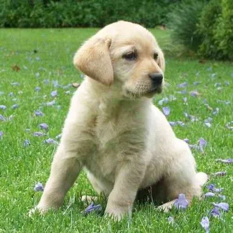 Labrador retriever bebé - Imagui