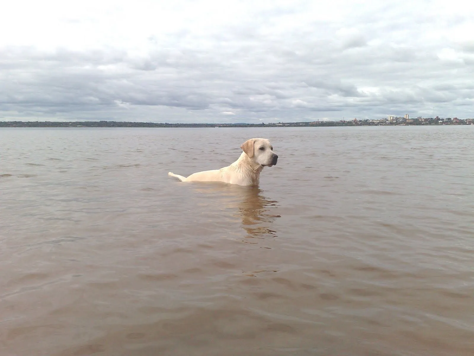 Mi Labrador Retriever | blog de animales y mascotas 