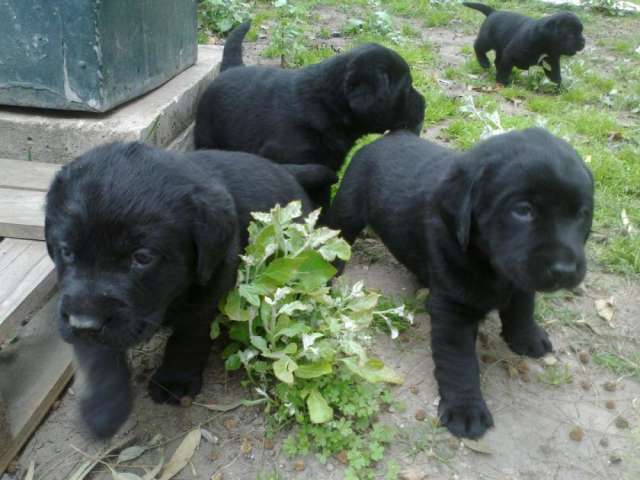 Fotos de CACHORROS DE LABRADORES RETRIEVER COLOR NEGRO PARECEN ...