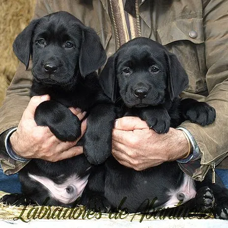 Labrador Retriever | Criadero de Labrador Retriever