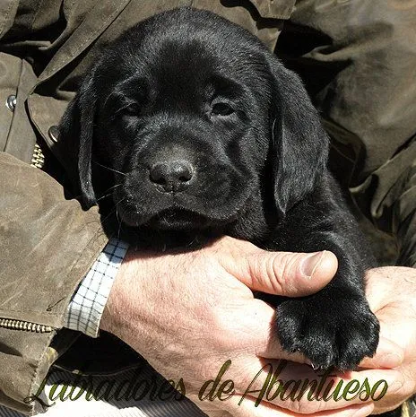 Labrador Retriever | Criadero de Labrador Retriever