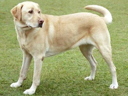 El Labrador Retriever | Cuidar de tu perro es facilisimo.com