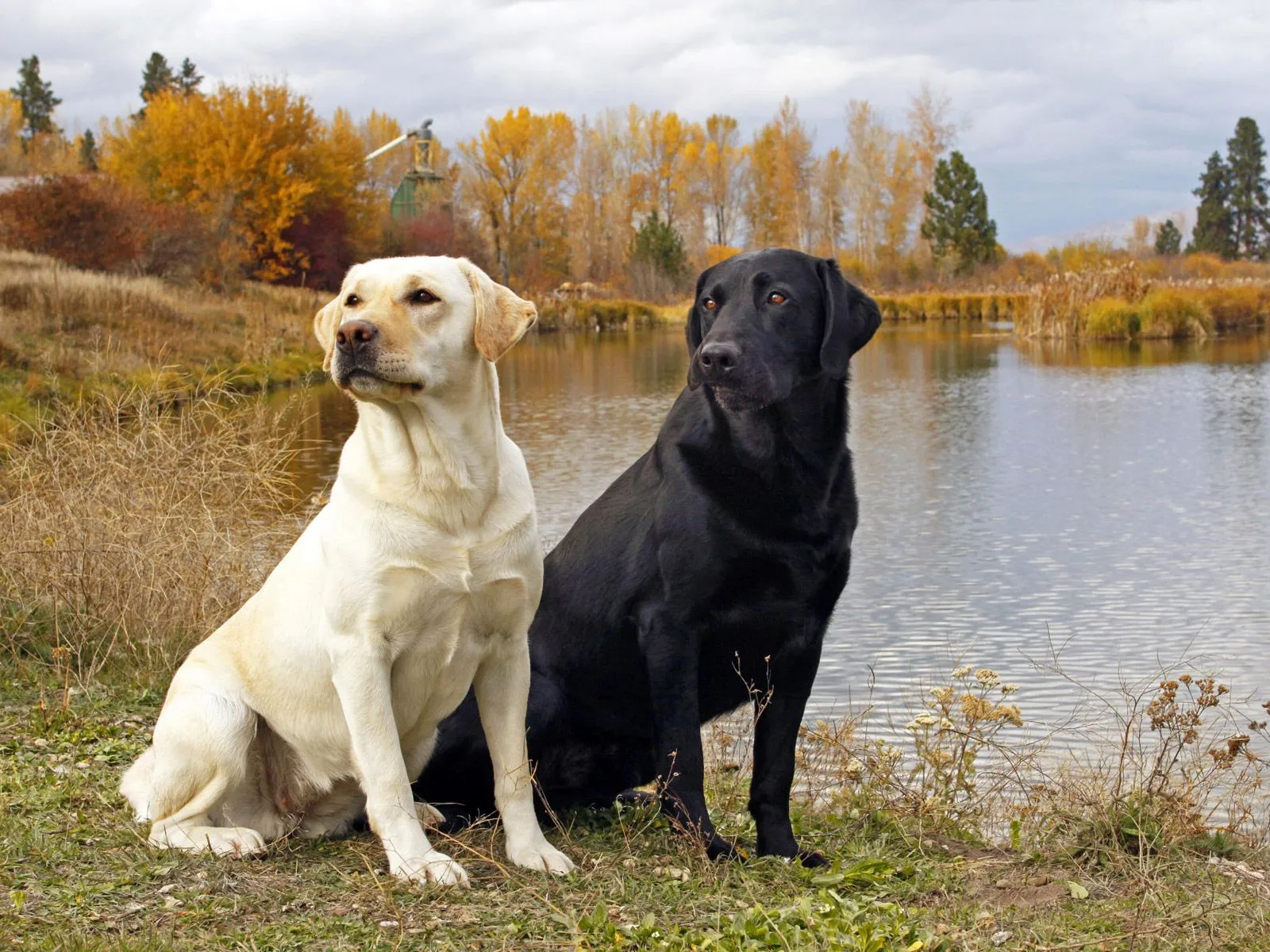 Labrador Retriever Dog Breed hd Pictures 2013 | Top hd animals ...