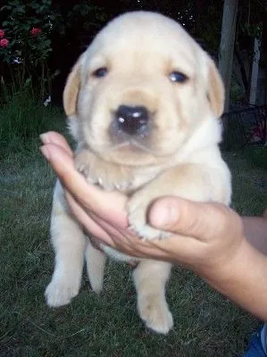 labrador retriever dorado bebe | Flickr - Photo Sharing!