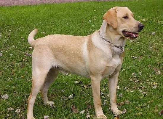 Labrador Retriever (El mejor amigo del Hombre) (Los 10 perros más ...